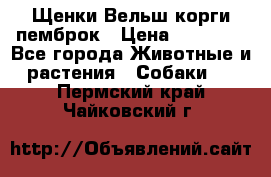 Щенки Вельш корги пемброк › Цена ­ 35 000 - Все города Животные и растения » Собаки   . Пермский край,Чайковский г.